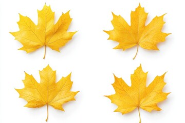 Obraz premium Yellow poplar leaf isolated on white background in autumn