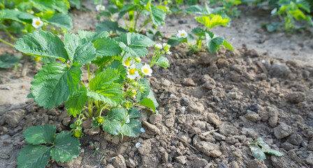 Blooming strawberry bushes. Strawberry plants with flowers and berries.