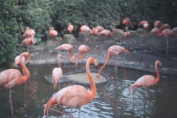 上野恩賜動物園のフラミンゴ