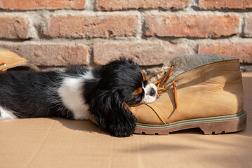 The tricolor cavalier king charles spaniel puppy with shoes in garden.