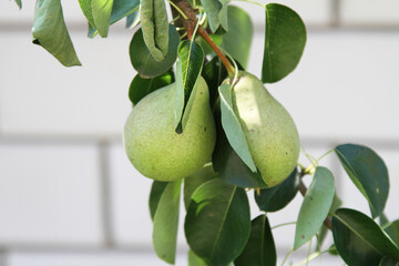 Fresh green pears on the pear tree
