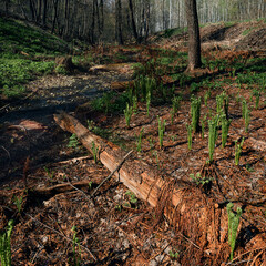light falling on ferns in the forest