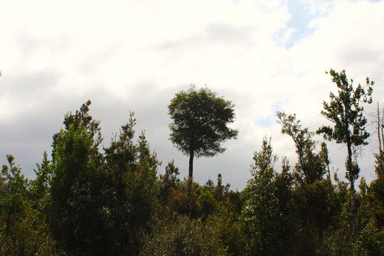 coihue tree