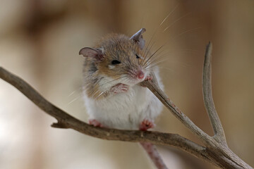 Acomys minous close up sitting on branch