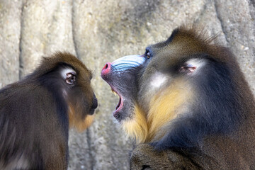 Mandrill (Mandrillus sphinx) close up on blurred background