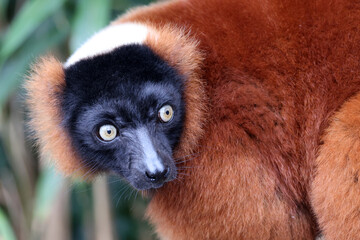 Naklejka premium The red ruffed lemur (Varecia rubra)