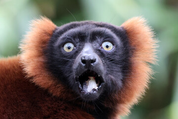 The red ruffed lemur (Varecia rubra)