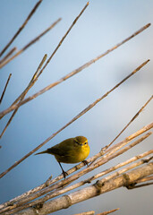 Common chiffchaff in the vicinity of the Bidasoa River, Irun, Gipuzkoa, Basque Country, Spain