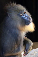 Obraz premium Mandrill (Mandrillus sphinx) close up on blurred background