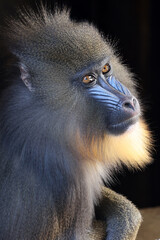 Mandrill (Mandrillus sphinx) close up on blurred background