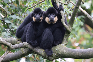 Gibbon (Nomascus gabriellae) monkeys sitting on tree