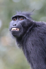 Crested Macaque (Macaca Nigra) close up