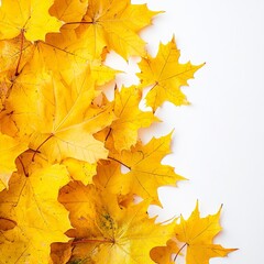 Fototapeta premium Yellow, gold maple leaf on white background during autumn.