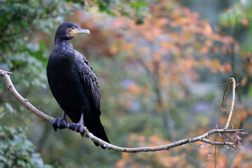 The great cormorant (Phalacrocorax carbo) sitting in a branch with a autumn colored background