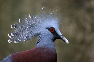 Goura cristata beautiful bird close up