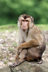 Fototapeta premium Southern pig-tailed macaque (Macaca nemestrina) close up on blurred background