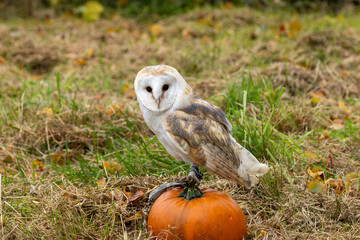 Irish Barn Owl (Tyto alba) - Commonly found in farmlands and woodlands of Ireland, particularly Wicklow.