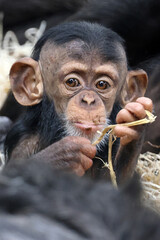 close up of a cute little chimpanzee (pan troglodytes)