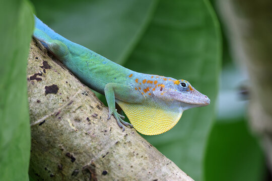 Anolis marmoratus close up on branch