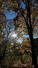 autumn in the forest