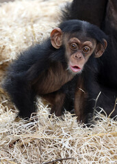 close up of a cute little chimpanzee (pan troglodytes)
