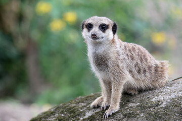 meerkat in the zoo close up