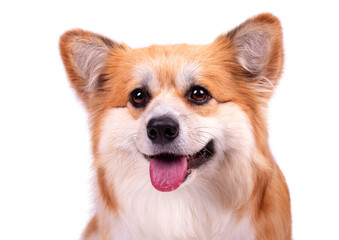 Obraz premium Cute Fluffy Welsh Corgi Pembroke against white background. Portrait of Red Fluffy Corgi dog