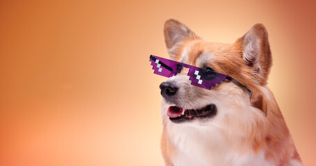 Obraz premium Corgi wearing pixel art glasses. Welsh Corgi Pembroke Portrait against colour background. Adorable Fluffy Corgi.