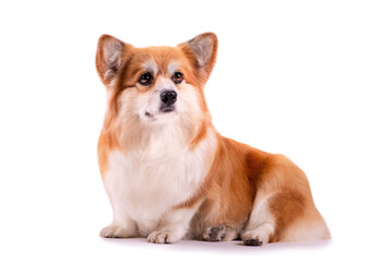 Obraz premium Cute Fluffy Welsh Corgi Pembroke against white background. Portrait of Red Fluffy Corgi dog