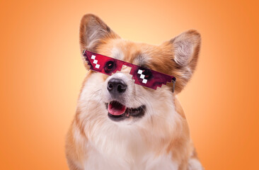 Corgi wearing pixel art glasses. Welsh Corgi Pembroke Portrait against colour background. Adorable...