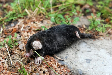 Photograph of a dead black mole, an old animal lying on the ground in a garden.