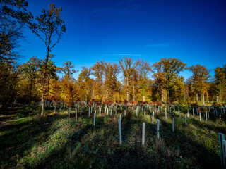 Wiederaufforstung durch anpflanzen junger Laubbäume im Mischwald