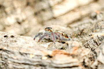 Hyllus diardi jumping spider, salticidae animal arachnid family jumping web spider. Hyllus diardi arachnoid yellow spider macro photography.