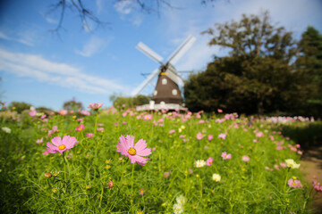 花畑と風車と青空