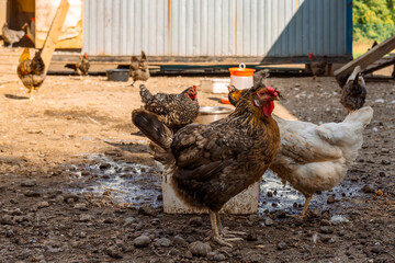 Poultry yard with domestic hens, roosters, geese. Birds walk on rural organic nature farm and eat food. Selective focus. High quality photo