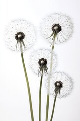 Elegant Dandelion Seeds Silhouette Isolated on White Background