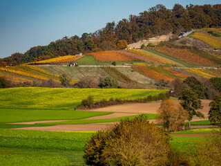 Naklejka premium Landschaft mit Weinbergen im Herbst