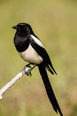 Black-billed magpie perched in meadow within Moraine Park, Rocky Mountain National Park, Colorado