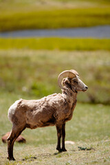 Obraz premium Bighorn sheep ram observing others at Sheeps Lake, Rocky Mountain National Park, Colorado