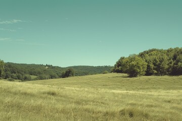 Obraz premium A solo bovine grazing in an open field with tree silhouettes