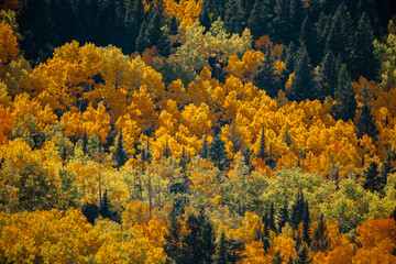 Mountainside aspens changing fall colors, Rocky Mountain Natonal Park, Colorado