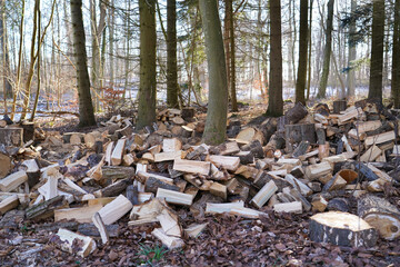 Firewood in the forest .