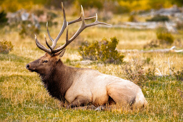 Bull elk resting in mid-autumn afternoon within Rocky Mountain National Park, Colorado