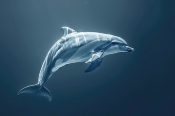 Obraz premium A dolphin swims in the open ocean, with sunlight reflecting off its back