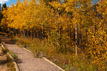 Autumn aspens border mountain hiking trail near Lily Lake within Rocky Mountain National Park, Colorado