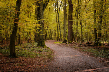 path in autumn forest