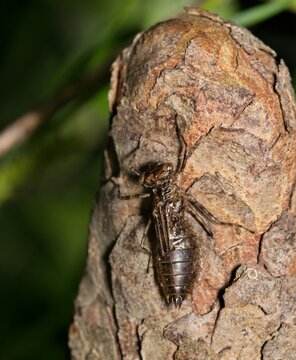 Dragonfly emerging from nymph exuvia at night insect nature Springtime.