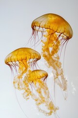 Ocean jellyfish presented artistically against a white backdrop.