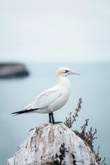 Fototapeta premium Natural white seabird gracefully positioned against a clear background.