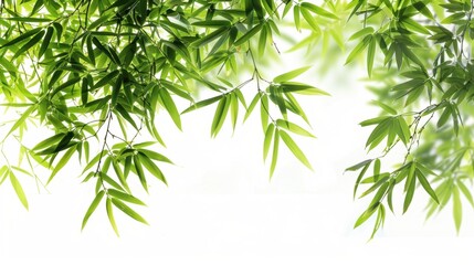 Fototapeta premium Lush Bamboo Leaves Overhanging Against Bright White Background